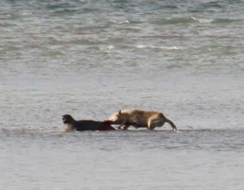 wolf attacking a seal m.jpg