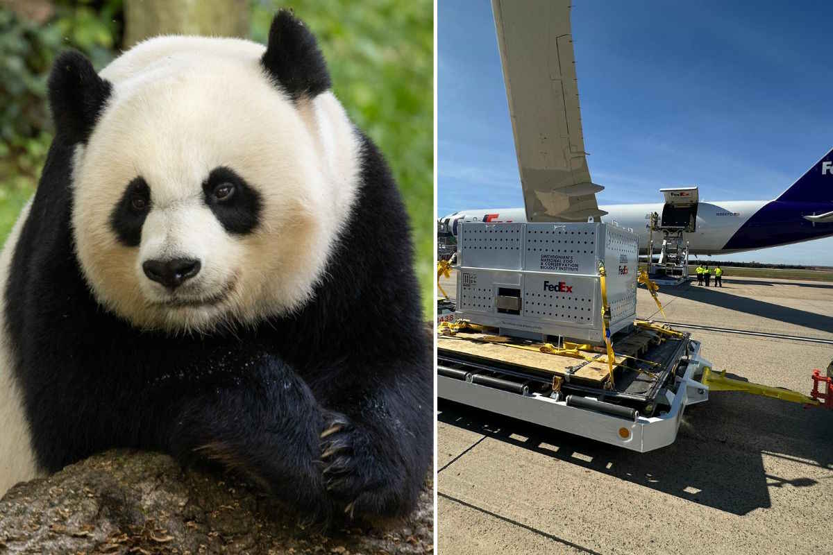 Questi 3 panda giganti che fanno ritorno in Cina dopo 20 in uno zoo è la cosa più tenera che vedrai oggi 1 zoo Cina rientro 1.jpg
