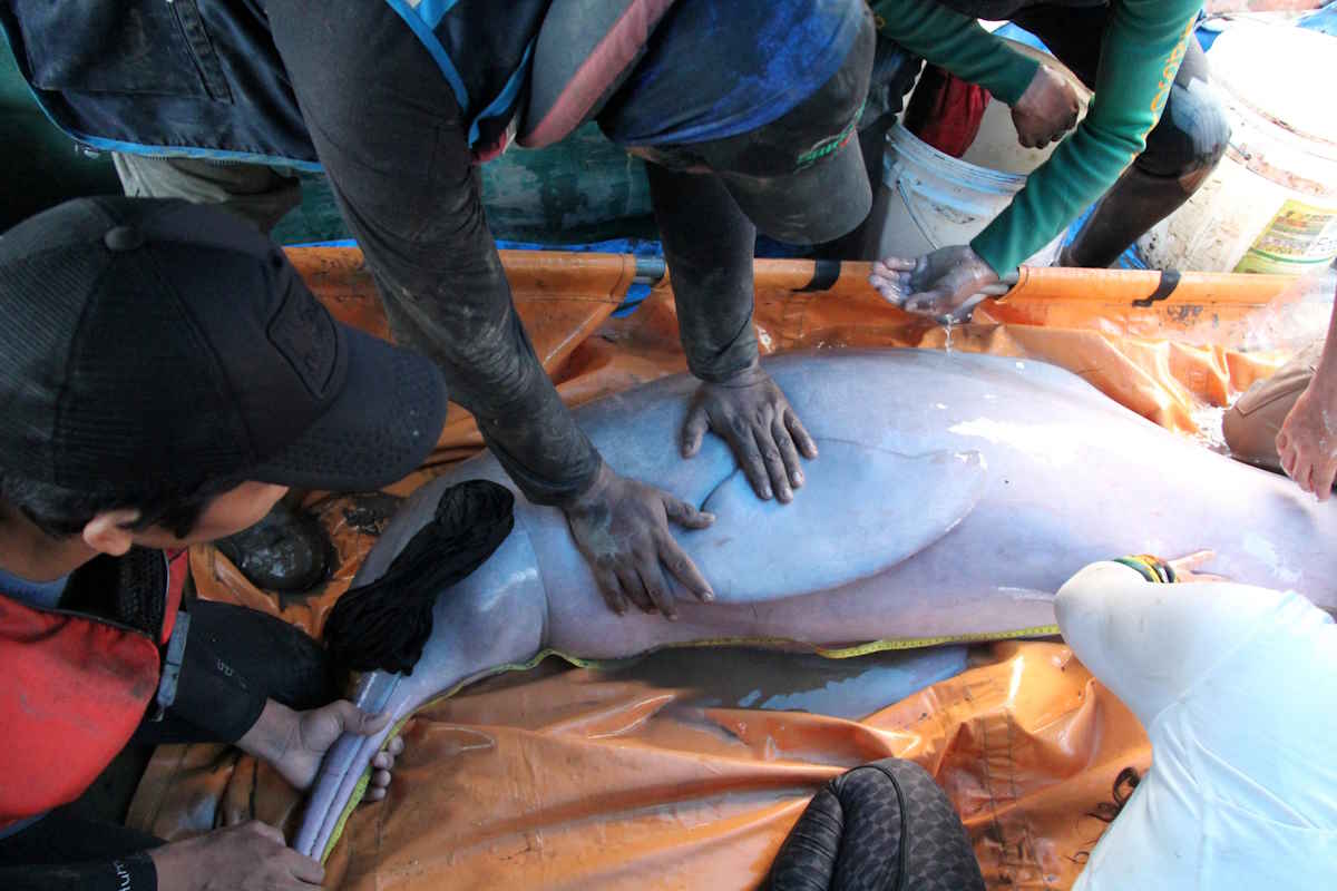 2023 12 02T005511Z 375262014 RC2IK4AK9P2Q RTRMADP 3 BOLIVIA DOLPHINS.jpg