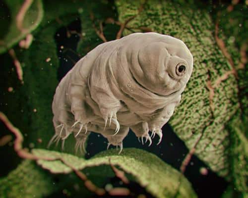 3d rendered illustration of a tardigrade m.jpg