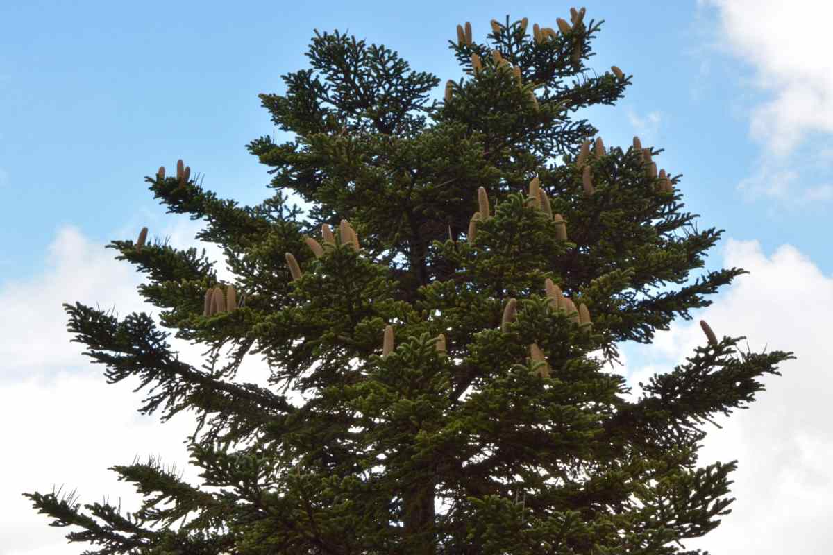 Alberi Madonie.jpg