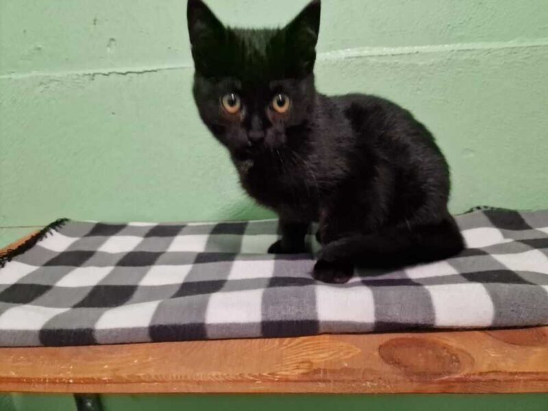 Bambi, Amalia e Pablo: teneri micetti che aspettano una famiglia 1 Amalia gattina Milano 800x600.jpg