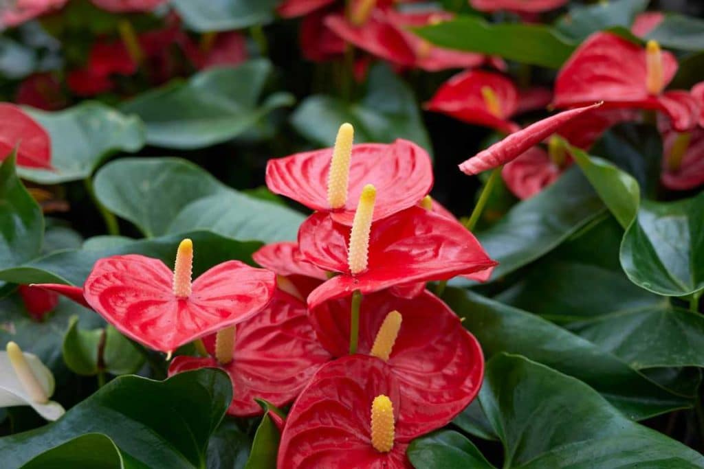 Anthurium.jpg