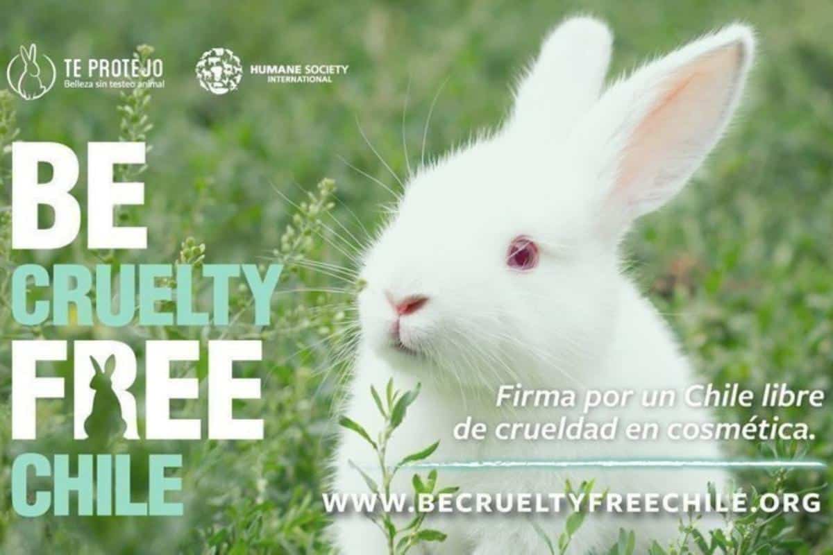Buone notizie! Il Cile sta per vietare la sperimentazione sugli animali per l’industria dei cosmetici 1 Cile test industria cosmetica.jpg