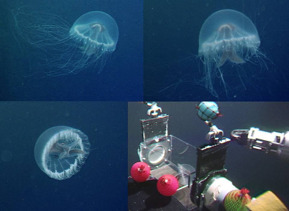Creatura 240 tentacoli 3