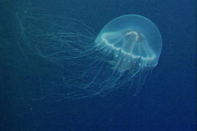 Creatura 240 tentacoli.jpg
