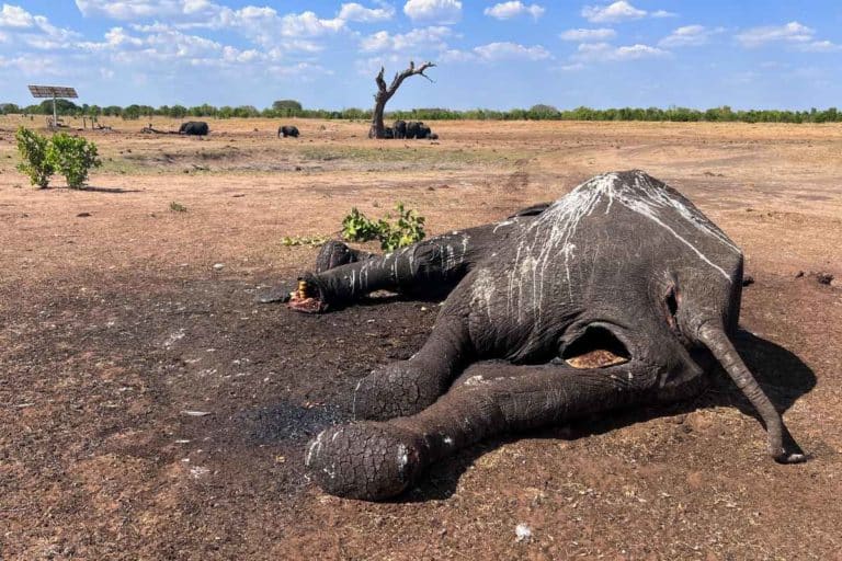 Elefanti crisi climatica.jpg