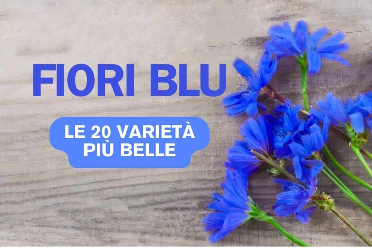 Fiori blu: significato e le 20 varietà più belle 1 FIORI BLU.jpg
