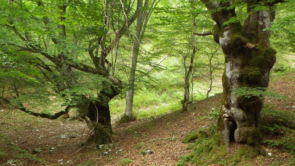 Pescara: convegno su Forest Therapy e benessere 1 ForestaModello4.jpg