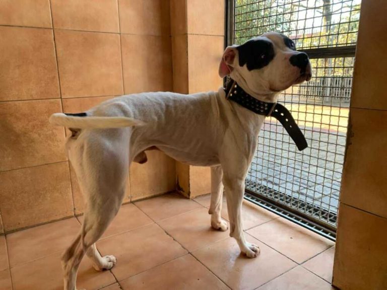 Geco Pit bull Giussano.jpg