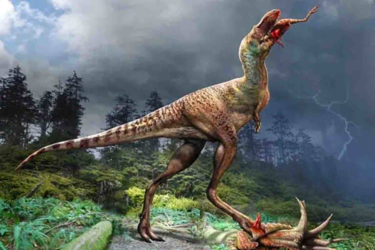 Gorgosaurus libratus tirannosauro pasto.jpg