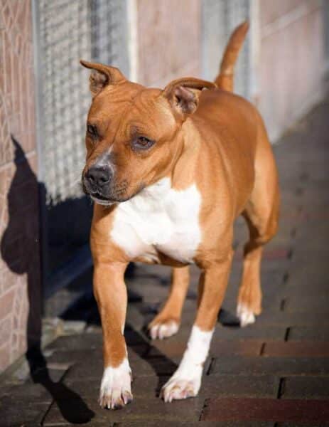 LUCY2 1 463x600.jpg
