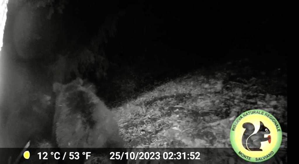 L’Orso Marsicano conquista il Monte Salviano 1 ORSA CON CUCCIOLI SUL SALVIANO.jpeg