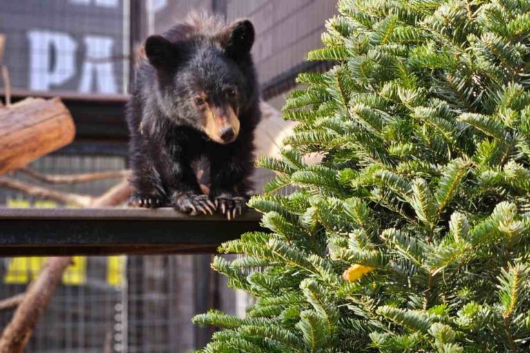 Orso piccolo.jpg