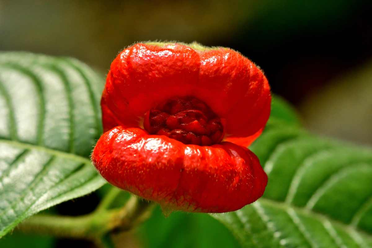 Psychotria Elata: la pianta con le labbra da baciare 1 Psychotria Elata 1.jpg