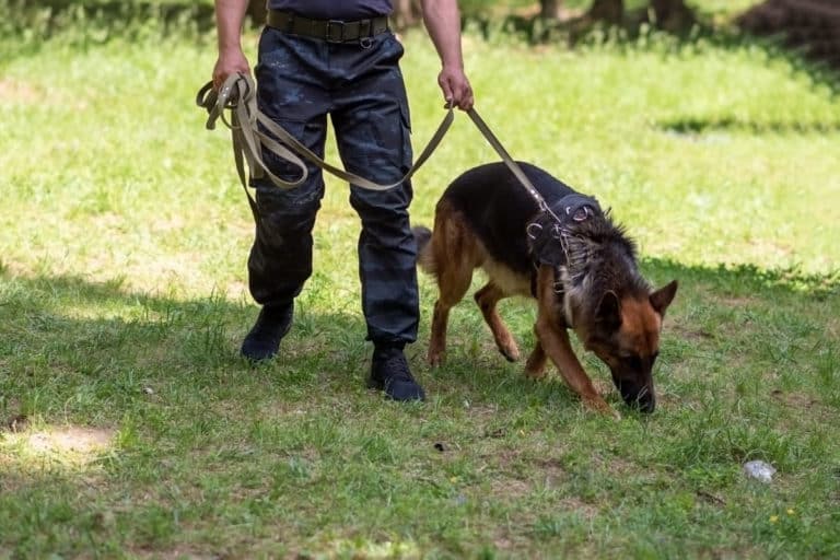 SH pastore tedesco cane polizia.jpg