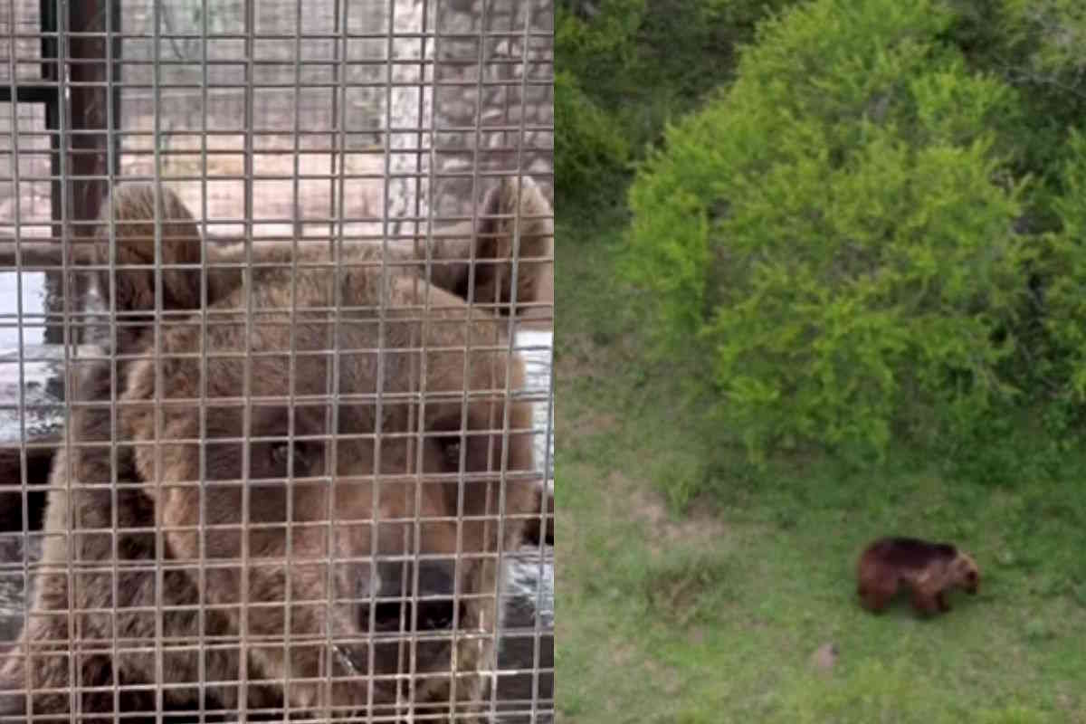 Dopo 20 anni di sfruttamento in un circo e in uno zoo, un’orsa inizia una nuova vita in una riserva dell’Argentina 1 Stiffi.jpg