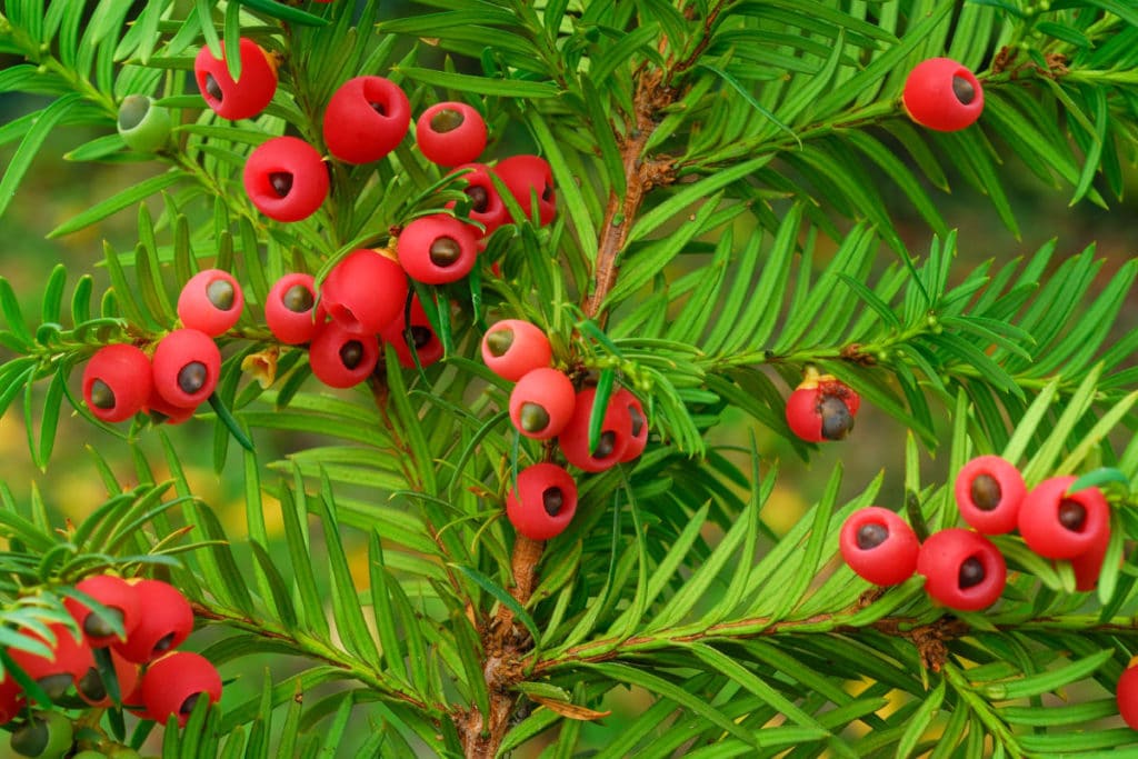 Taxus baccata.jpg