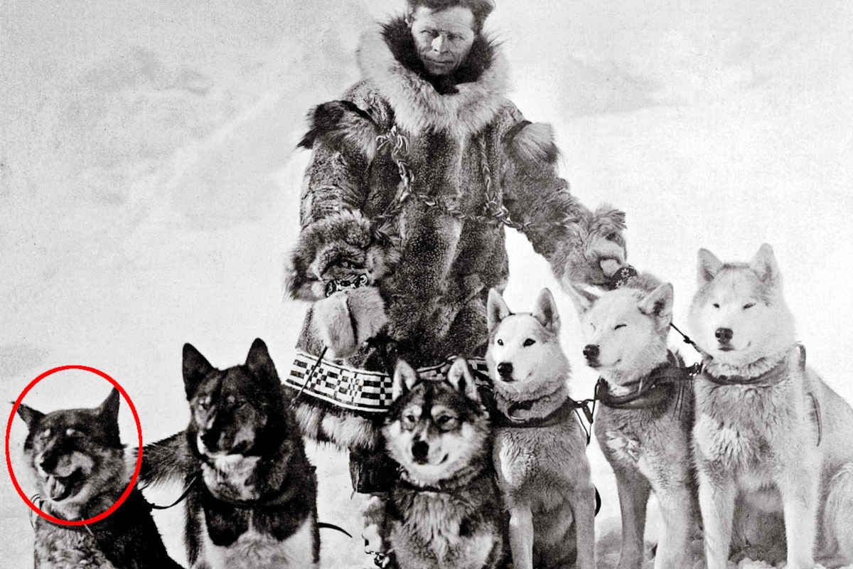 Perché il cane Togo andrebbe ricordato più di Balto per la “Corsa al siero” 1 Togo.jpg
