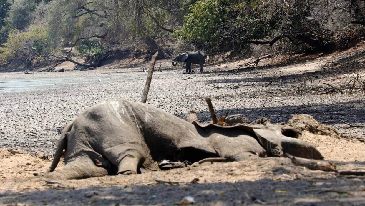 Zimbabwe 100 elefanti morti a.jpg