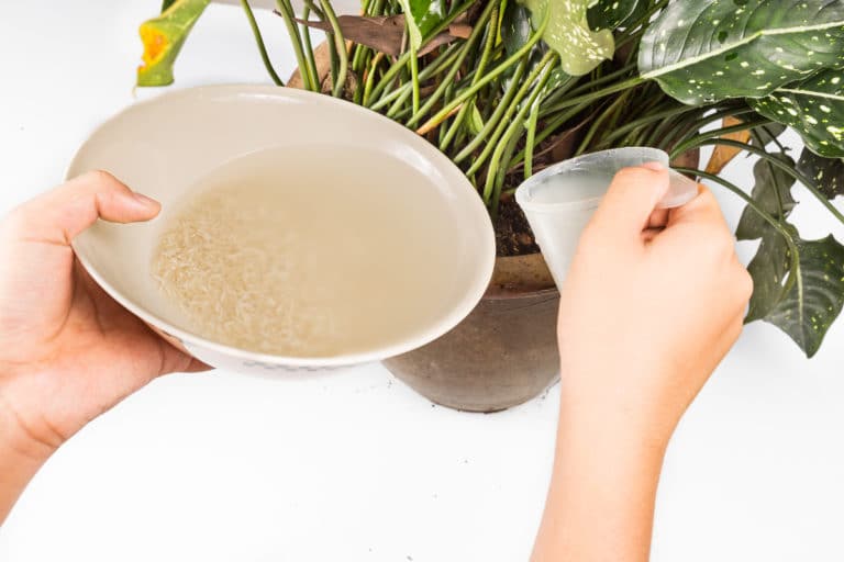 acqua riso fertilizzante naturale.jpg