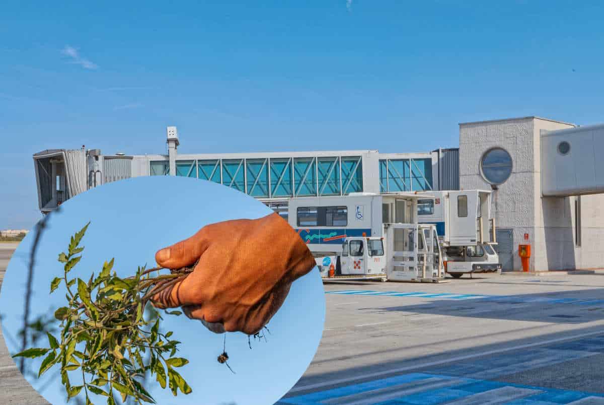 Così l’aeroporto di Bari può essere alimentato con l’energia ricavata dalle potature degli olivi 1 aereoporto bari sfalci olivi.jpg