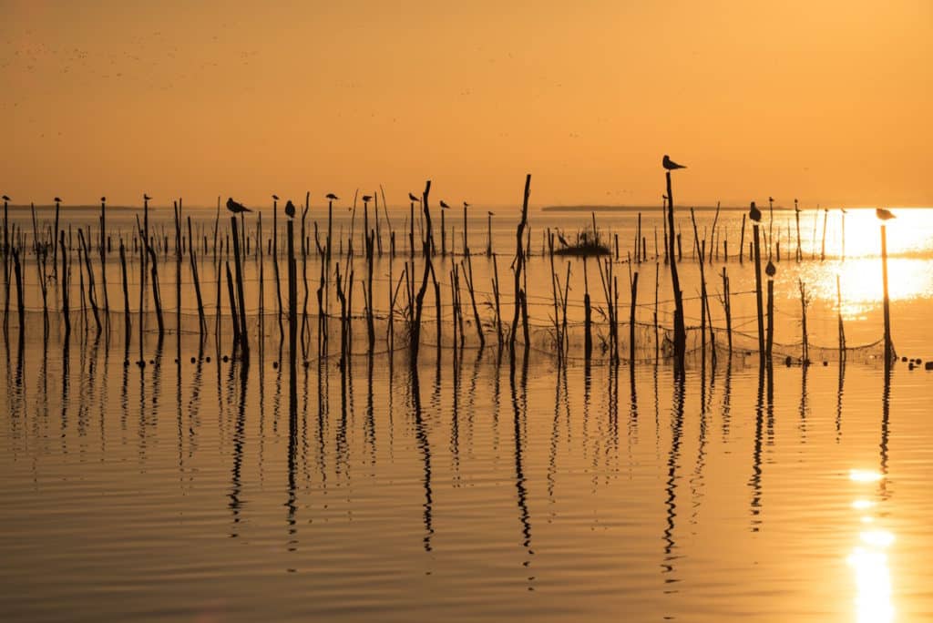 albufera cambio colore laguna c.jpg