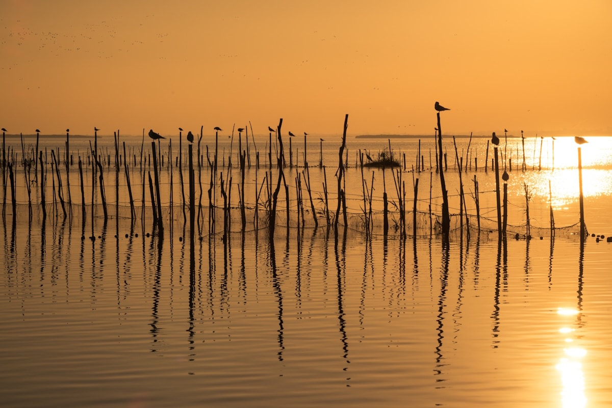 albufera cambio colore laguna c.jpg