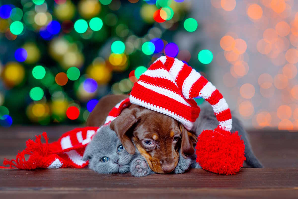 Stop alle adozioni nel rifugio di Berlino prima di Natale: “cani e gatti non sono regali da mettere sotto l’albero” 1 animali albero natale.jpg