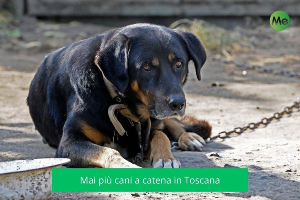 basta cani catena toscana.jpg