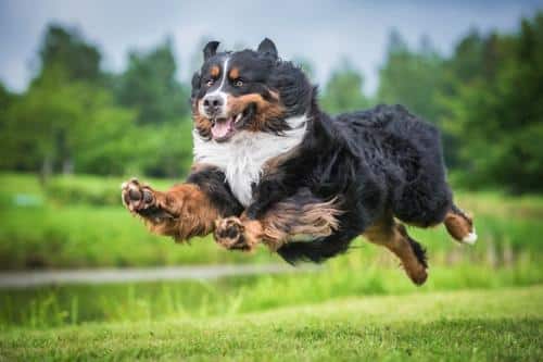 bernese mountain dog m.jpg
