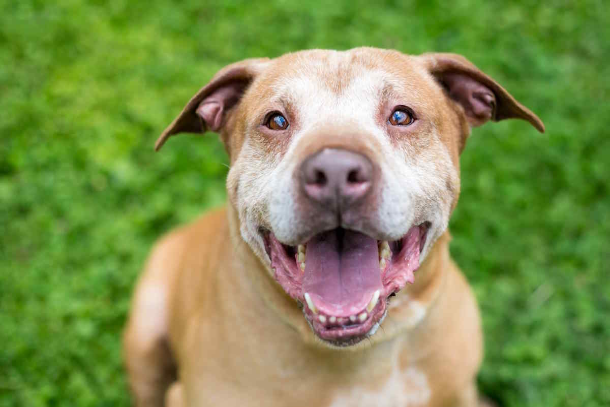 cane anziano.jpg