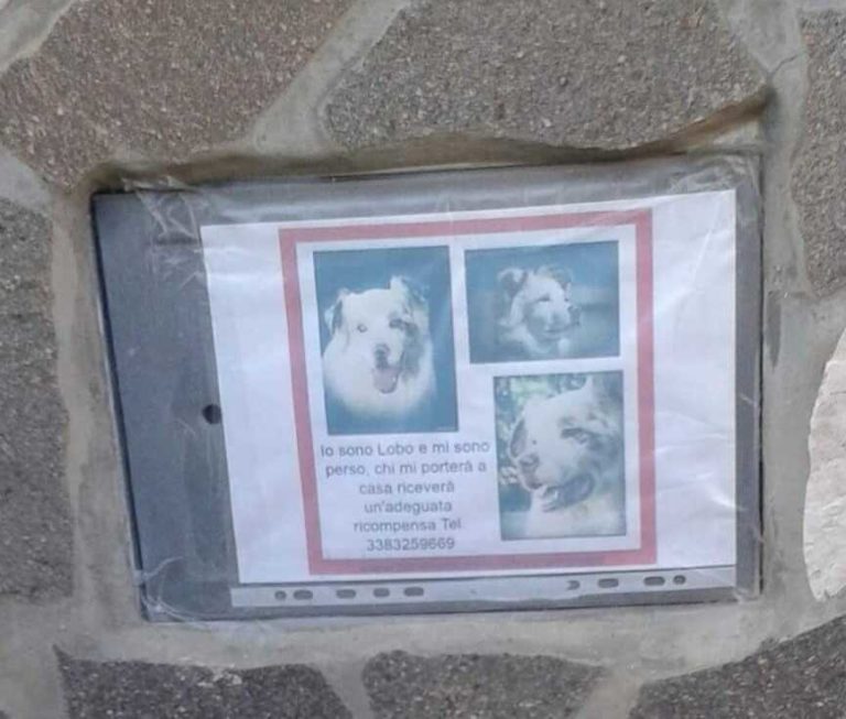 cani scomparsi.jpg
