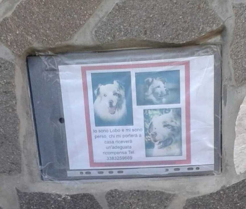 cani scomparsi.jpg