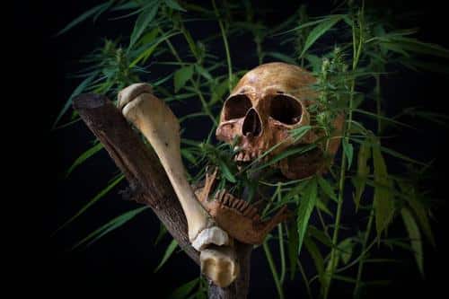 cannabis and bones m.jpg