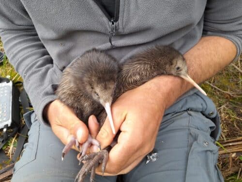 capital kiwi project 500x375.jpg