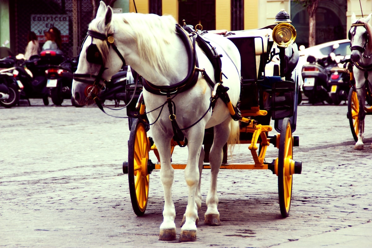 cavallo morto palermo agosto 2023.jpg