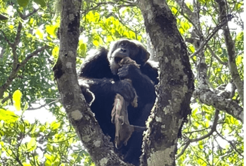 chimp m.png