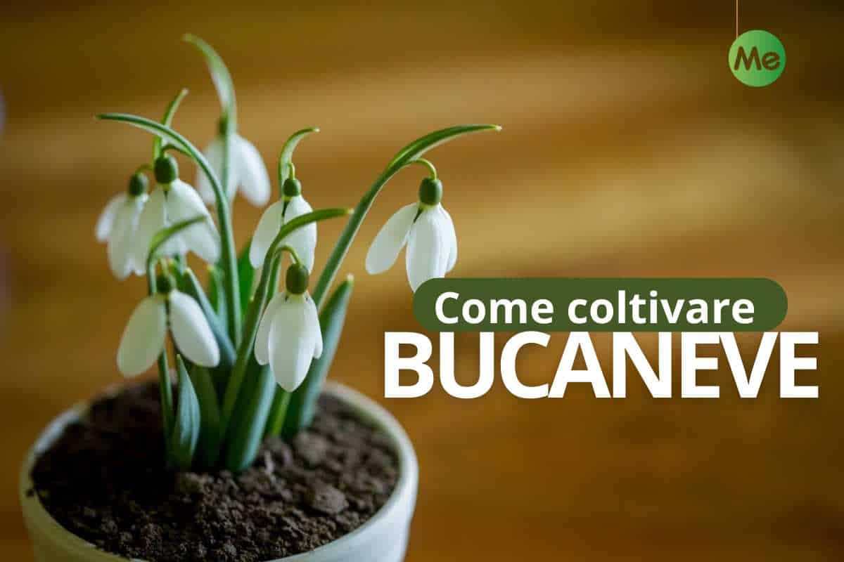 coltivare bucaneve.jpg