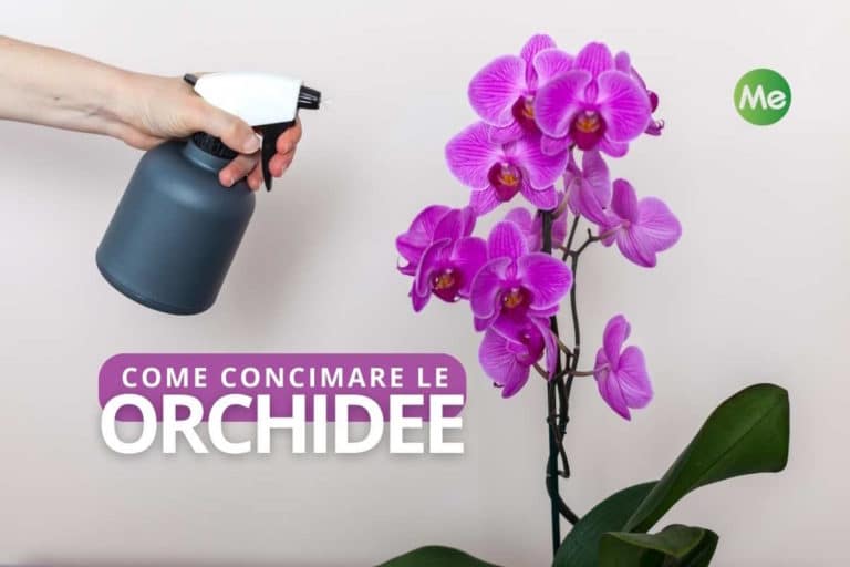 concimare orchidee.jpg