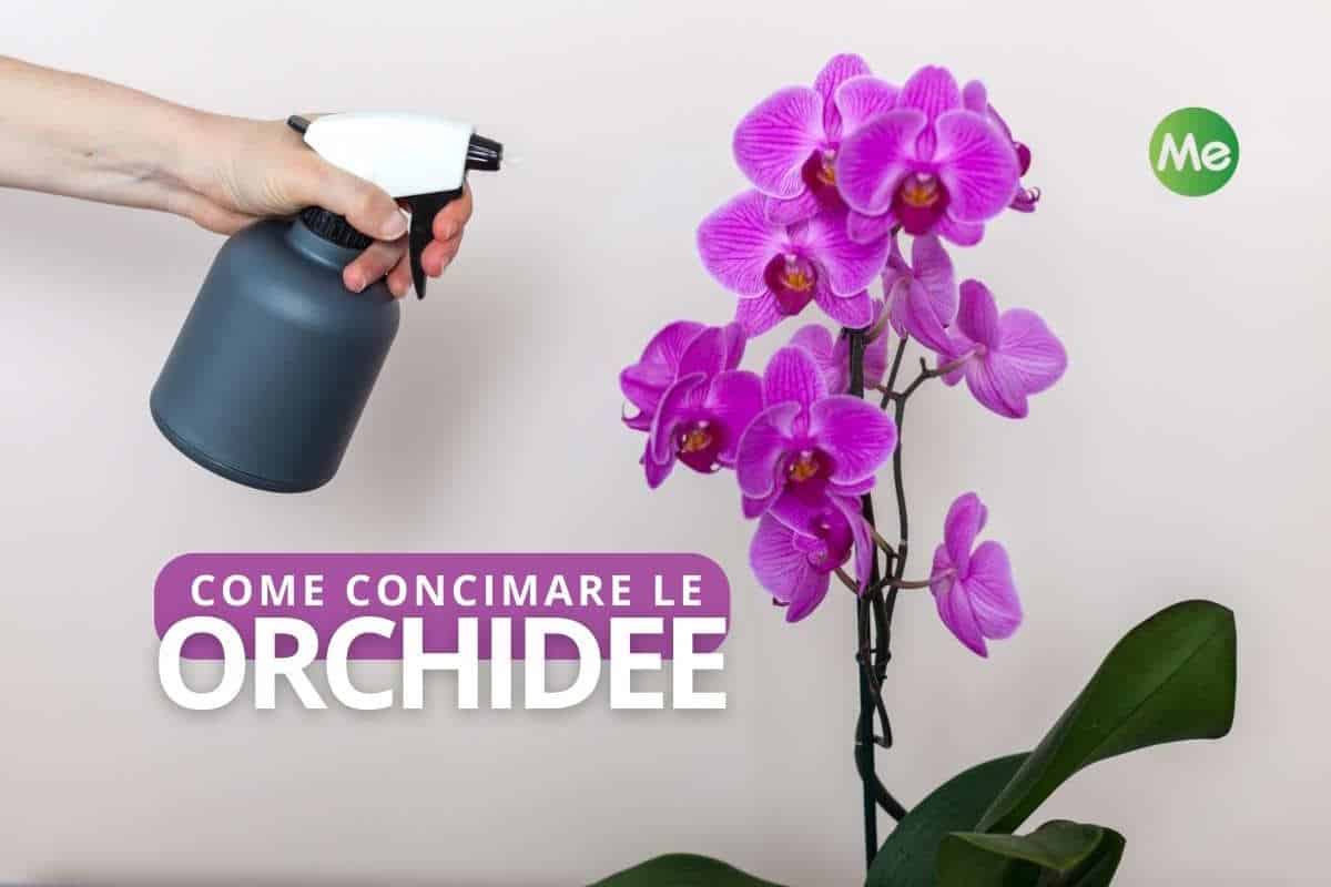 concimare orchidee.jpg
