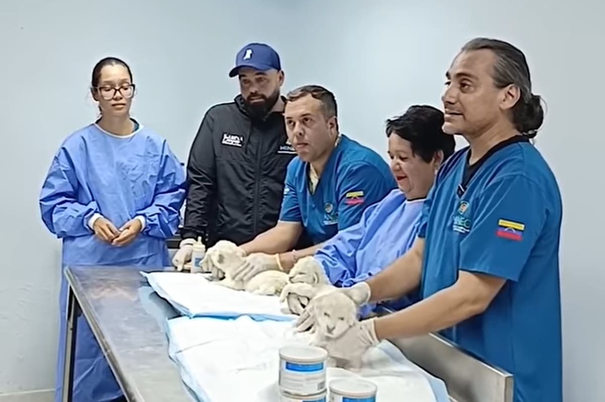 cuccioli leone bianco venezuela c.jpg