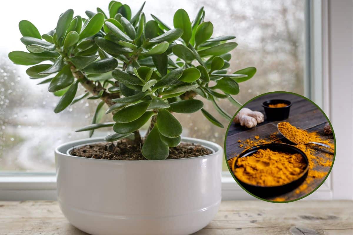 curcuma per curare lalbero di giada.jpg