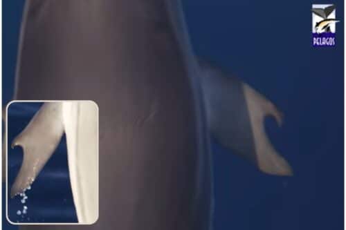 Grecia: scienziati avvistano un delfino con i pollici, nuova fase evolutiva? 1 delfino con pollici 500x333.jpg