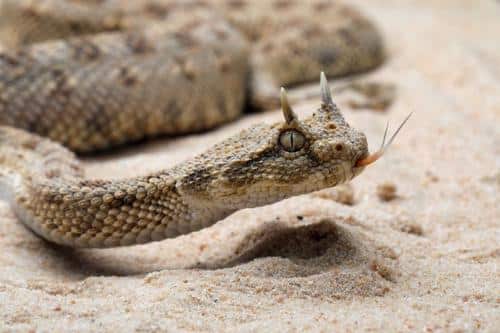 desert horned viper m.jpg