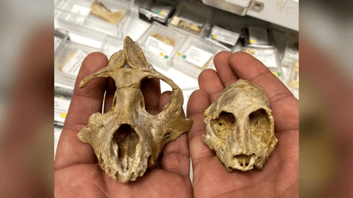 examples of 29 million year old primate skulls used in this study aegyptopithecus on the left and parapithecus on the right m.png