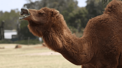face pulling camel m.png