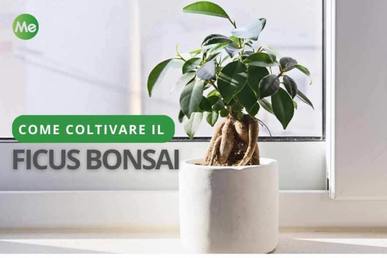 ficus bonsai.jpg