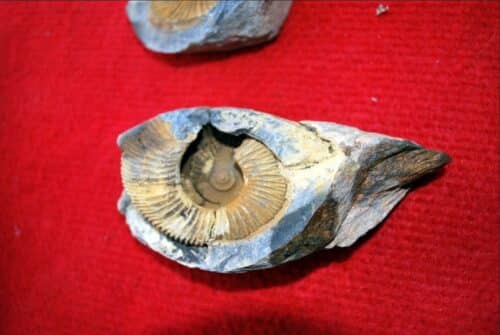 fossile marino Monte Everest 500x335.jpg