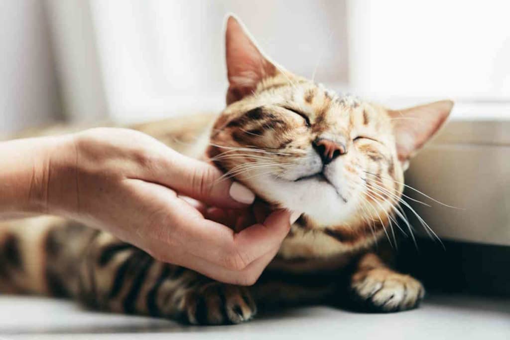 gatto carezze.jpg